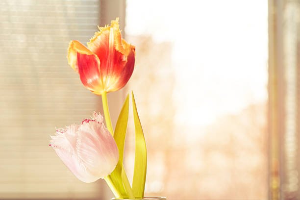 Flores rojas y rosas